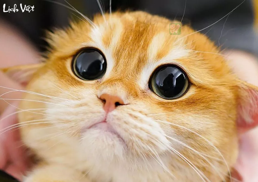 Tử vi tuổi M&atilde;o ng&agrave;y 8/12/2023