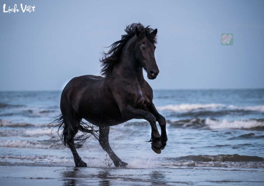 Tử vi tuổi Ngọ ng&agrave;y 8/12/2023