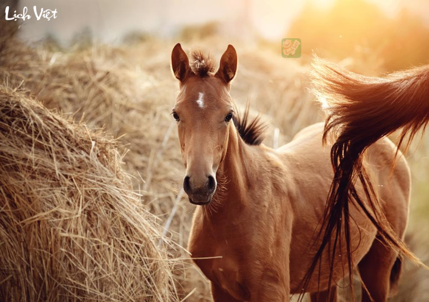 Tử vi tuổi Ngọ ng&agrave;y 9/12/2023