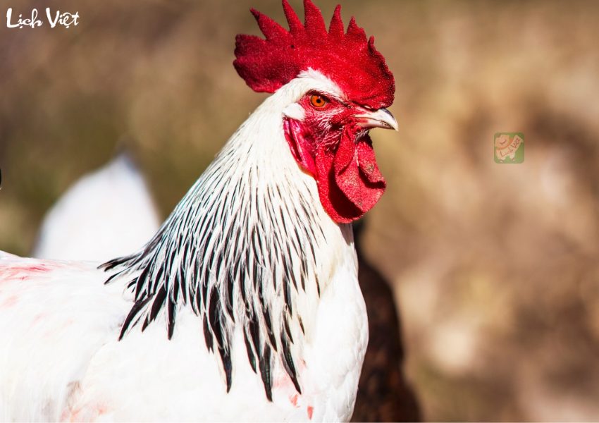 Tử vi tuần mới 11/12 - 17/12/2023 tuổi Dậu