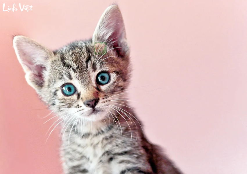 Tử vi tuần mới 11/12 - 17/12/2023 tuổi Mão