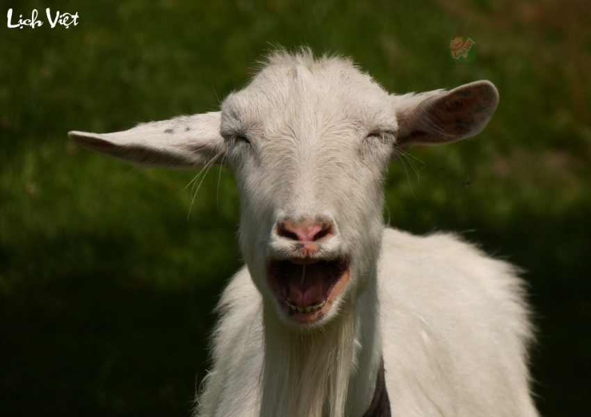 Tử vi tuổi M&ugrave;i ng&agrave;y 10/12/2023