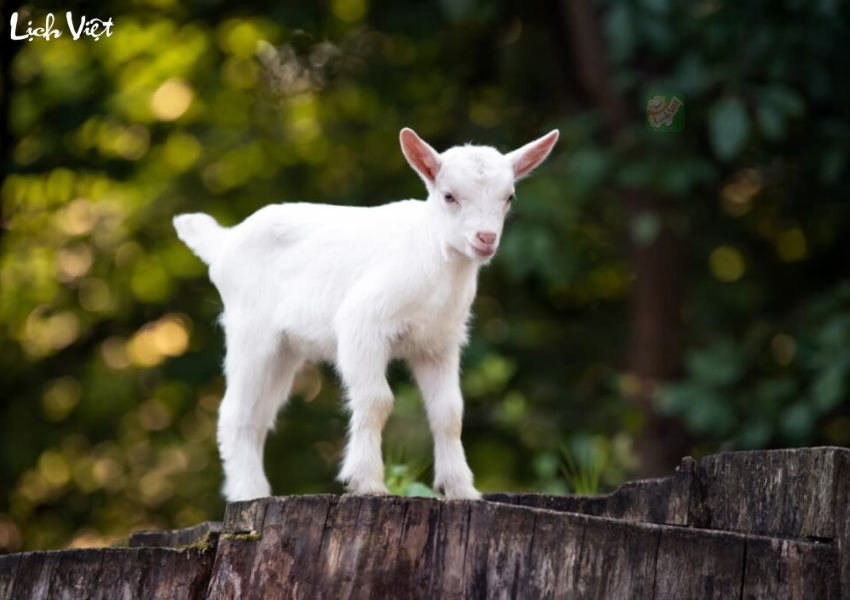 Tử vi tuổi M&ugrave;i ng&agrave;y 11/12/2023