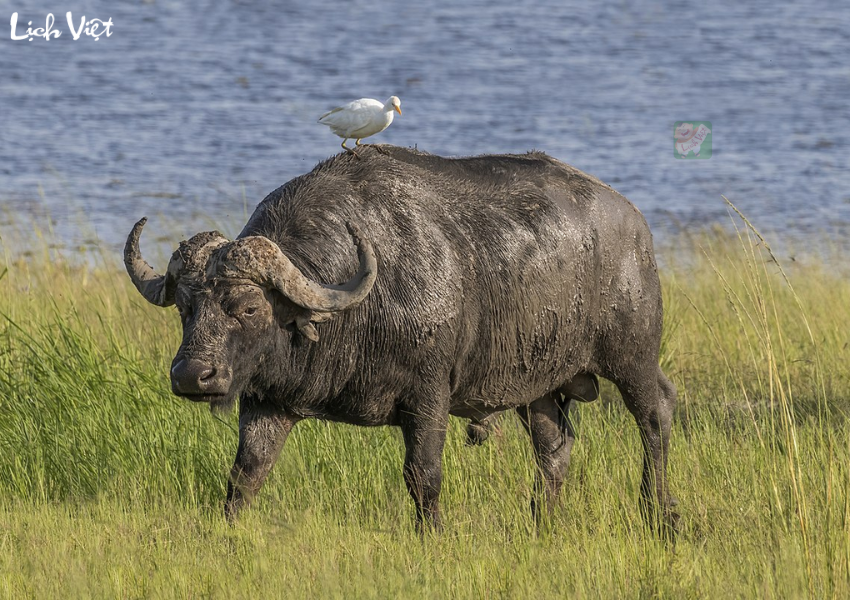 Tử vi tuổi Sửu ng&agrave;y 10/12/2023
