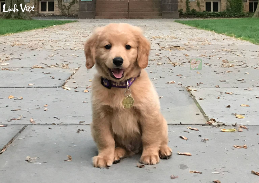 Tử vi tuổi Tuất ng&agrave;y 11/12/2023