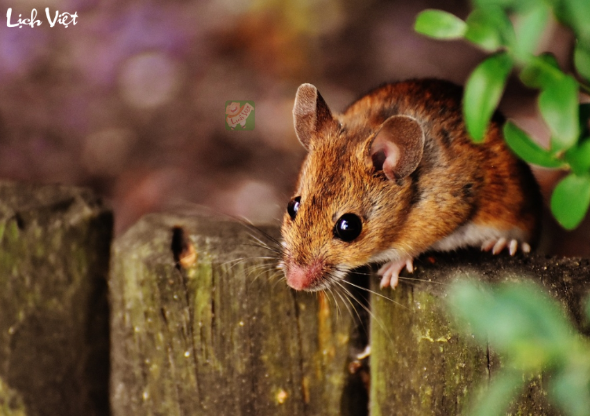 Tử vi tuần mới 11/12 - 17/12/2023 tuổi Tý