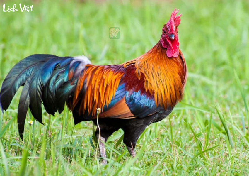 Tử vi tuổi Dậu 12/12/2023