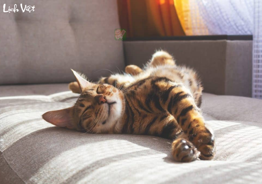 Tử vi tuổi M&atilde;o 12/12/2023