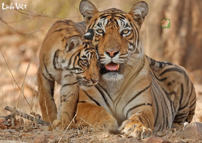 Con số may mắn tuổi Dần ng&agrave;y 16/12/2023