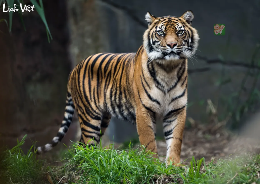 Con số may mắn tuổi Dần ng&agrave;y 17/12/2023