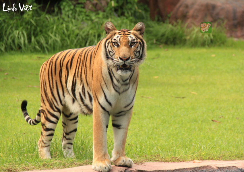 Con số may mắn tuổi Dần ng&agrave;y 18/12/2023