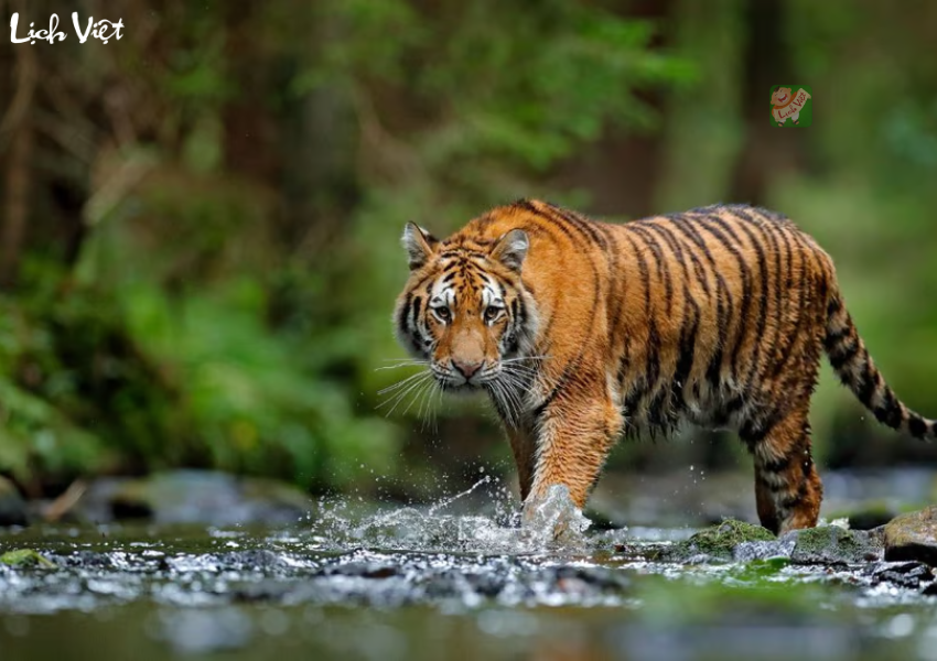 Con số may mắn tuổi Dần ng&agrave;y 19/12/2023