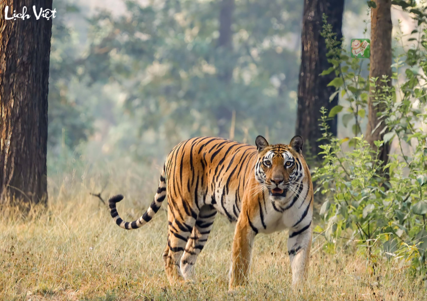 Con số may mắn tuổi Dần ng&agrave;y 20/12/2023