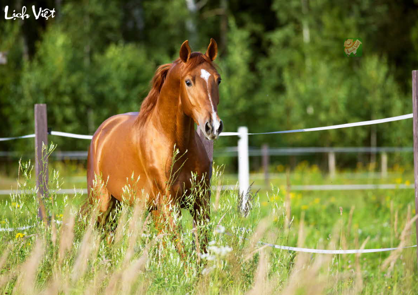 Con số may mắn tuổi Ngọ ng&agrave;y 14/12/2023