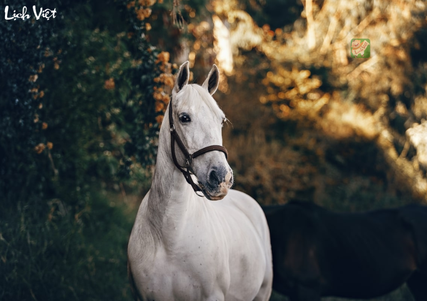 Con số may mắn tuổi Ngọ ng&agrave;y 15/12/2023