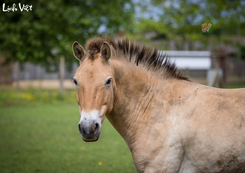 Con số may mắn tuổi Ngọ ng&agrave;y 18/12/2023