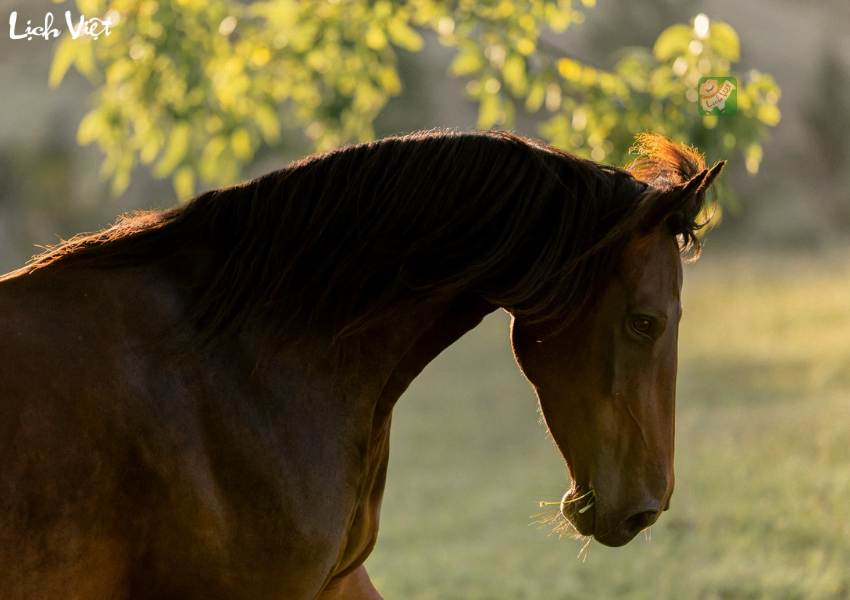 Con số may mắn tuổi Ngọ ng&agrave;y 19/12/2023