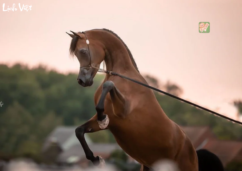 Con số may mắn tuổi Ngọ ng&agrave;y 20/12/2023