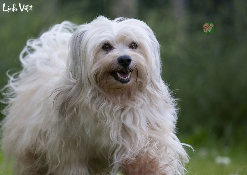 Con số may mắn tuổi Tuất ng&agrave;y 14/12/2023