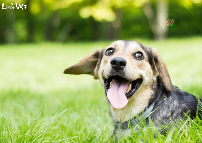 Con số may mắn tuổi Tuất ng&agrave;y 15/12/2023