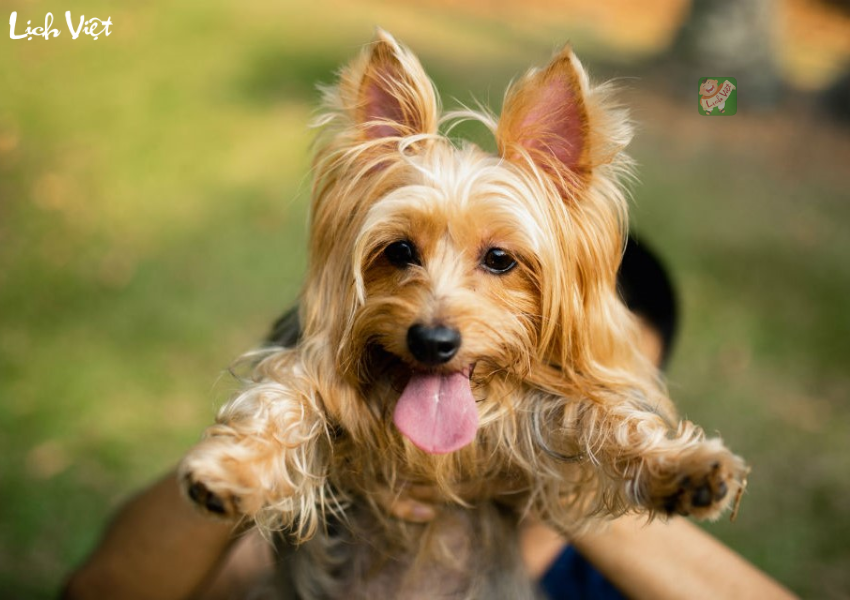 Con số may mắn tuổi Tuất ng&agrave;y 16/12/2023