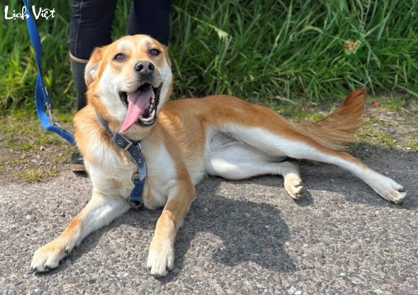 Con số may mắn tuổi Tuất ng&agrave;y 17/12/2023