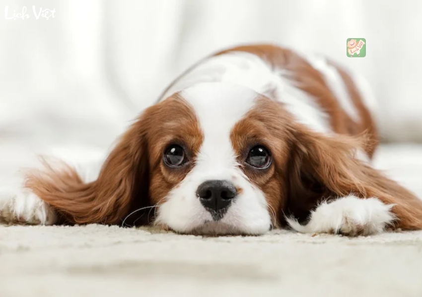 Con số may mắn tuổi Tuất ng&agrave;y 18/12/2023