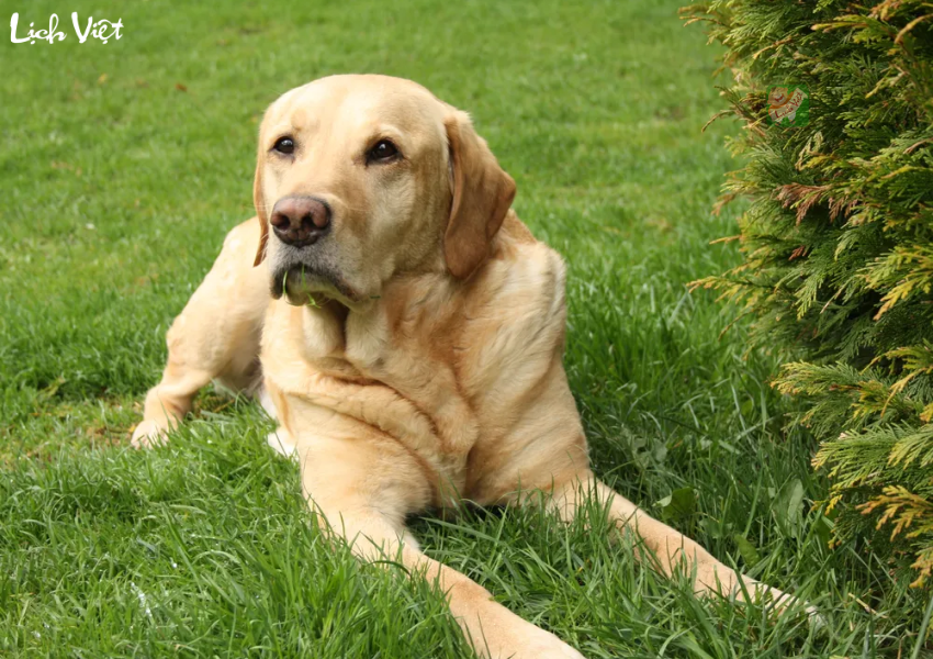 Con số may mắn tuổi Tuất ng&agrave;y 19/12/2023