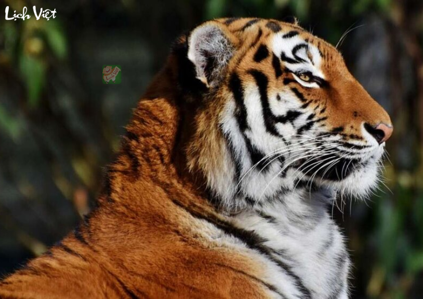 Tử vi tuổi Dần ng&agrave;y 14/12/2023