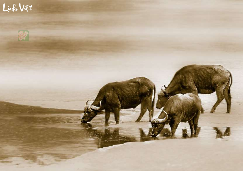 Tử vi tuổi Sửu ng&agrave;y 13/12/2023