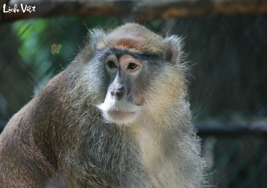 Tử vi tuổi Th&acirc;n ng&agrave;y 14/12/2023