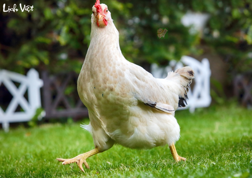 Tử vi tuổi Dậu ng&agrave;y 15/12/2023