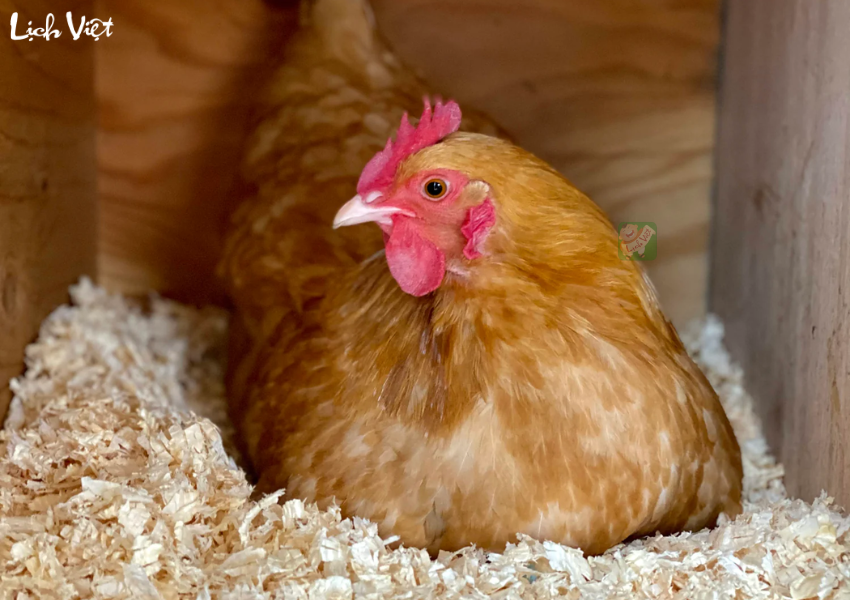 Tử vi tuổi Dậu 16/12/2023