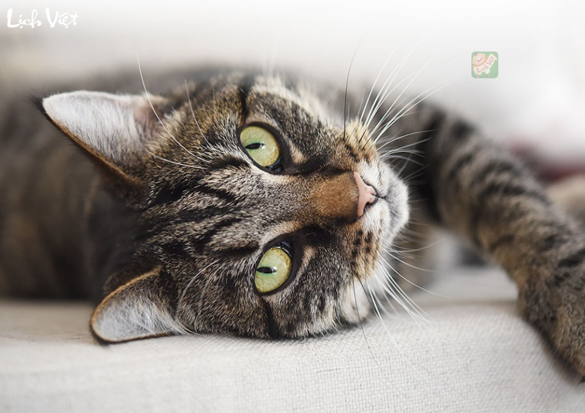 Tử vi tuổi M&atilde;o ng&agrave;y 16/12/2023