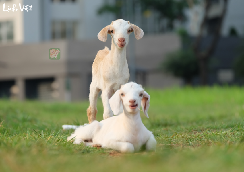 Tử vi tuổi M&ugrave;i ng&agrave;y 17/12/2023