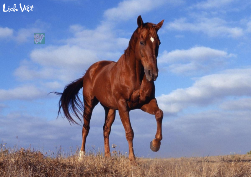 Tử vi tuổi Ngọ ng&agrave;y 15/12/2023