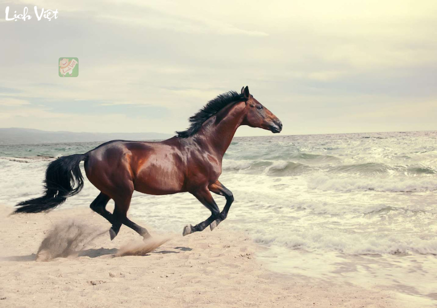 Tử vi tuổi Ngọ ng&agrave;y 16/12/2023