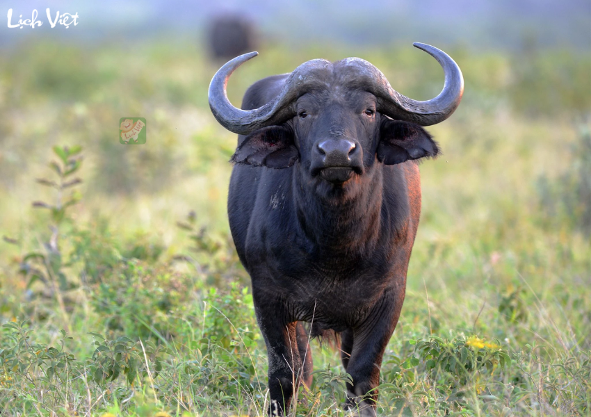 Tử vi tuổi Sửu 18/12/2023