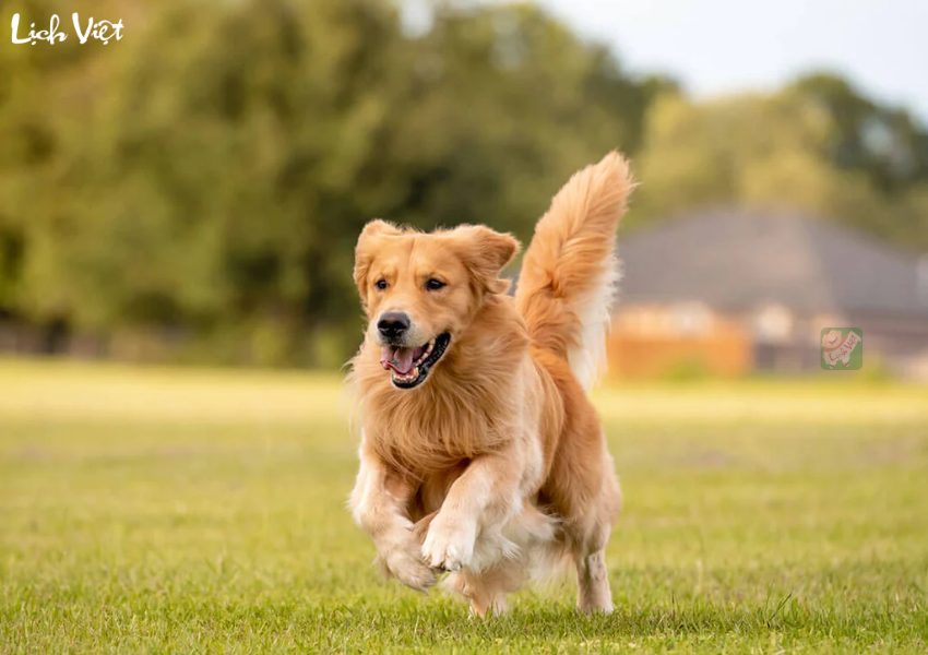 Tử vi tuổi Tuất ng&agrave;y 17/12/2023