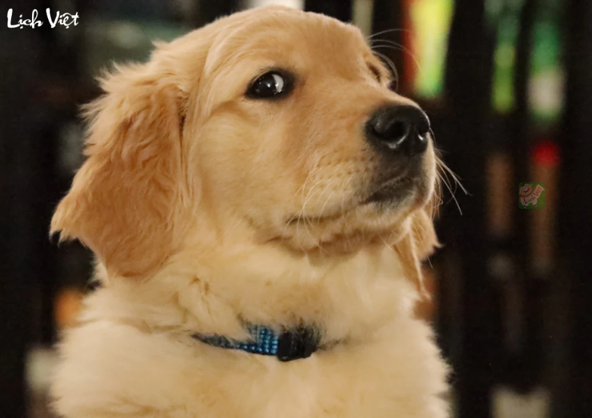 Tử vi tuổi Tuất 18/12/2023