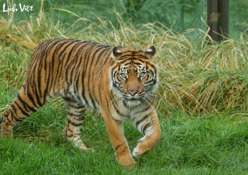 tử vi tuổi Dần ng&agrave;y 19/12/2023