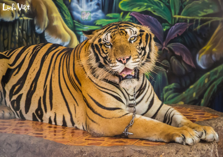 Tử vi tuổi Dần ng&agrave;y 20/12/2023