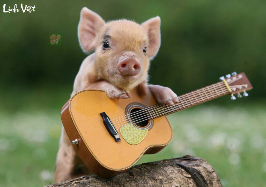 tử vi tuổi Hợi ng&agrave;y 19/12/2023