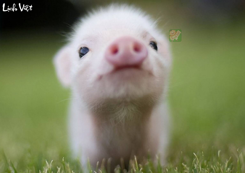 Tử vi tuổi Hợi 18/12 - 24/12/2023