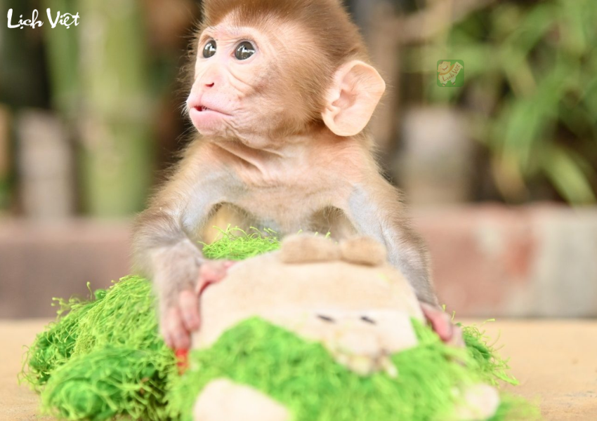 tử vi tuổi Th&acirc;n ng&agrave;y 19/12/2023