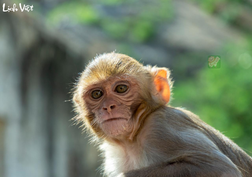 Tử vi tuổi Thân 18/12 - 24/12/2023