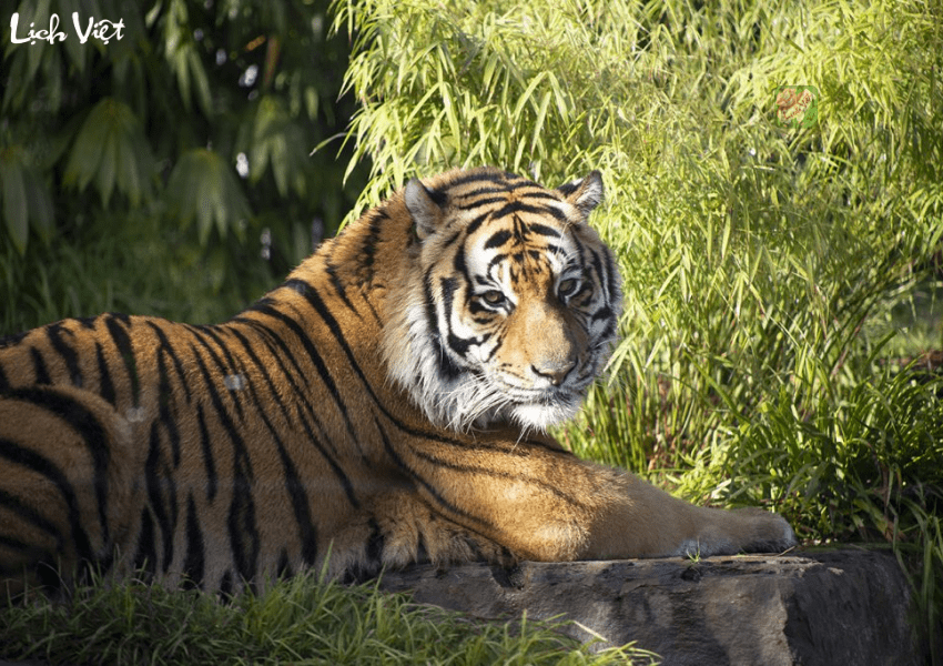 Con số may mắn tuổi Dần ng&agrave;y 21/12/2023