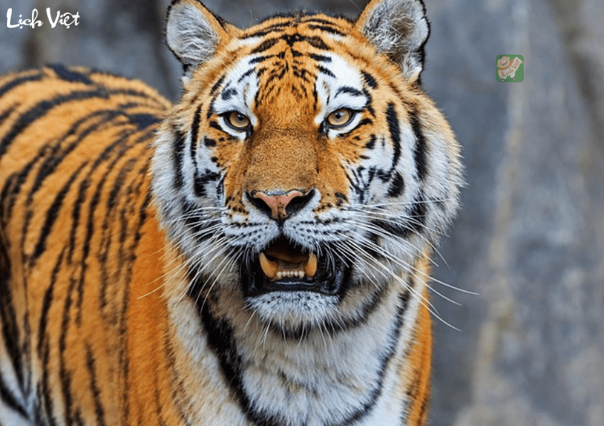 Con số may mắn tuổi Dần ng&agrave;y 22/12/2023