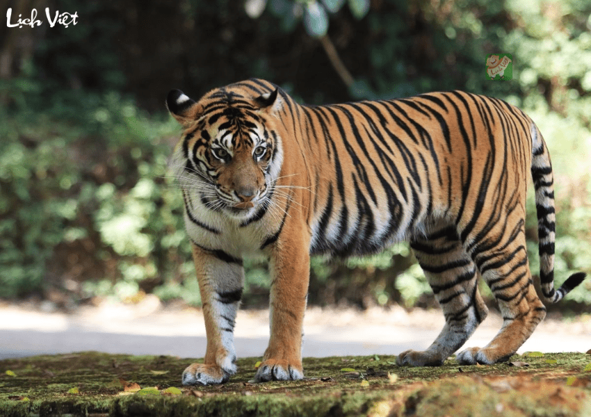 Con số may mắn tuổi Dần ng&agrave;y 23/12/2023