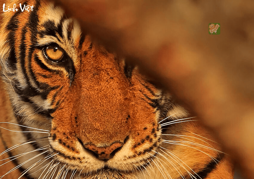 Con số may mắn tuổi Dần ngày 25/12/2023